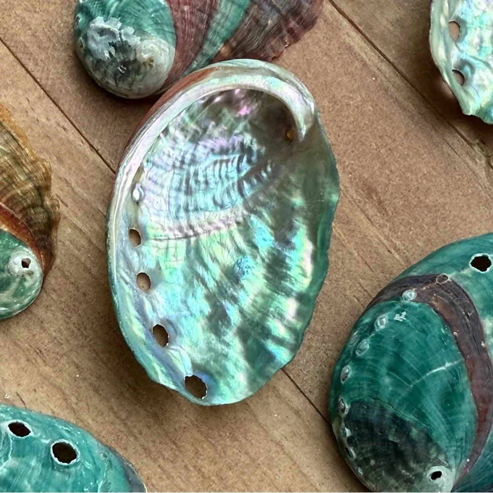 Real ABALONE Shells Polished Nautical DIY Crafting Decor Coastal Mixed Bulk lot
